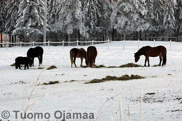 Klikkaa kuvaa nähdäksesi se täysikokoisena