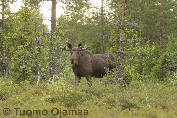 Klikkaa kuvaa nähdäksesi se täysikokoisena