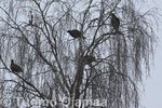 06_11_2010_5508.jpg