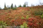 Tiedostonimi=22_09_2015_7682.jpg
Tiedostokoko=45KB
Tarkkuus=600x400
Lisätty=24.09.2015 22_09_2015_7682.jpg