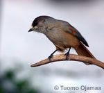 IMG_2053copy.jpg