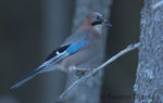 IMG_2063-copy.jpg