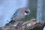IMG_2228_copy.jpg