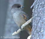 IMG_2238copy.jpg