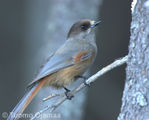 IMG_2248copy.jpg