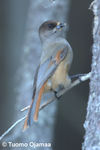 IMG_2253copy.jpg