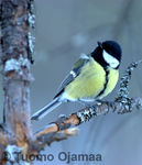 IMG_2261copy.jpg