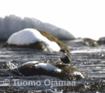 IMG_2371.gif