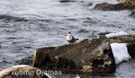IMG_2394~0.jpg