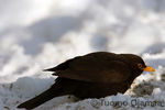 IMG_2433.jpg