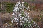 IMG_7393a.jpg