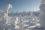 Lumimaisema1~0.jpg