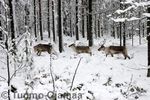 _MG_7643.jpg
