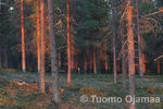 syysmetsa2.jpg